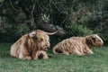 Close up of the Highland Cattles relaxing under a tree inside The New Forest park, Dorset, UK