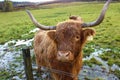 Close-up Highland Coo Royalty Free Stock Photo