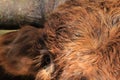 Close up highland cow eye Royalty Free Stock Photo