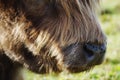 Close up of highland cows nose with flies Royalty Free Stock Photo