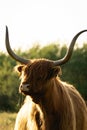 Close up from a Highlander cow. In the fields of Lentevreugd, Wassenaar. The Netherlands Royalty Free Stock Photo