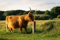 Close up from a Highlander cow. In the fields of Lentevreugd, Wassenaar. The Netherlands Royalty Free Stock Photo