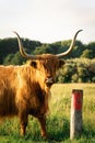 Close up from a Highlander cow. In the fields of Lentevreugd, Wassenaar. The Netherlands Royalty Free Stock Photo