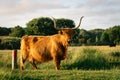 Close up from a Highlander cow. In the fields of Lentevreugd, Wassenaar. The Netherlands Royalty Free Stock Photo