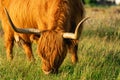 Close up from a Highlander cow. In the fields of Lentevreugd, Wassenaar. The Netherlands Royalty Free Stock Photo