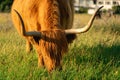 Close up from a Highlander cow. In the fields of Lentevreugd, Wassenaar. The Netherlands Royalty Free Stock Photo