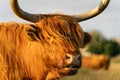 Close up from a Highlander cow. In the fields of Lentevreugd, Wassenaar. The Netherlands Royalty Free Stock Photo