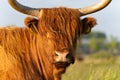 Close up from a Highlander cow. In the fields of Lentevreugd, Wassenaar. The Netherlands Royalty Free Stock Photo