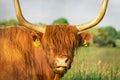 Close up from a Highlander cow. In the fields of Lentevreugd, Wassenaar. The Netherlands Royalty Free Stock Photo