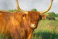 Close up from a Highlander cow. In the fields of Lentevreugd, Wassenaar. The Netherlands Royalty Free Stock Photo