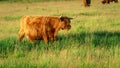 Close up from a Highlander cow. In the fields of Lentevreugd, Wassenaar. The Netherlands Royalty Free Stock Photo