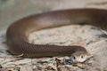 Coastal Taipan Royalty Free Stock Photo