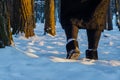 Close up of hiker shoes walking on the snow in the forest. Exploring woodland in winter time Royalty Free Stock Photo