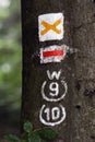 Close up of hiking trail blazing markings on tree in forest Royalty Free Stock Photo