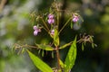 Close up of Himalayan Balsam, also called Impatiens glandulifera or springkraut