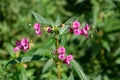 Close up of Himalayan Balsam, also called Impatiens glandulifera or springkraut