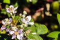 Close up of Himalayan blackberry (Rubus armeniacus) flowers blooming in south San Francisco bay area, California where is