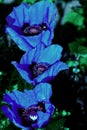 Close up of the Himalayan Blue Poppy flower