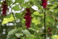 Close up of Himalayan Honeysuckle berries Royalty Free Stock Photo