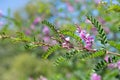 Himalayan indigo indigofera himalayensis flowers