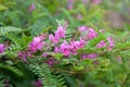 Himalayan indigo indigofera himalayensis flowers