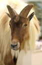 Close up of a himalayan tahr