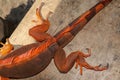 Close up on hind leg with long sharp claws of tropical reptile Red Iguana. Focus on leg with scaly skin. Skin in red, orange, Royalty Free Stock Photo