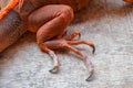 Close up on hind leg with long sharp claws of tropical reptile Red Iguana. Focus on leg with scaly skin. Skin in red, orange, Royalty Free Stock Photo