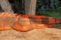 Close up on hind leg with long sharp claws of tropical reptile Red Iguana. Focus on leg with scaly skin. Skin in red, orange, Royalty Free Stock Photo