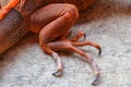 Close up on hind leg with long sharp claws of tropical reptile Red Iguana. Focus on leg with scaly skin. Skin in red, orange, Royalty Free Stock Photo