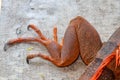 Close up on hind leg with long sharp claws of tropical reptile Red Iguana. Focus on leg with scaly skin. Skin in red, orange, Royalty Free Stock Photo