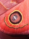 close up of the hind wing of a Saturniidae moth Hemileucinae family - Automeris species