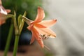 close-up Hippeastrum flower bloom in garden