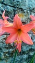 Close up of Hippeastrum striatum, the striped Barbados lily, belongs to the Amaryllidaceae family Royalty Free Stock Photo