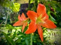 Striped Barbados Lily In Hawaii Jungle Royalty Free Stock Photo