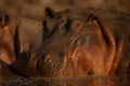 Close-up of hippo with catchlight in pond Royalty Free Stock Photo