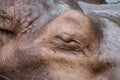 Close-up hippo eyes closing