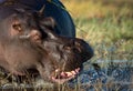 Close up on hippo head showing anger and rage splashing water in Chobe River Botswana