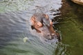 Hippopotamus amphibius, at the zoo. Royalty Free Stock Photo