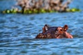 Close hippo or Hippopotamus amphibius in water