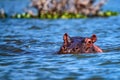 Close hippo or Hippopotamus amphibius in water