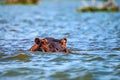 Close hippo or Hippopotamus amphibius in water
