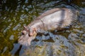 A hippo (Hippopotamus amphibius) swimming in the water. Royalty Free Stock Photo
