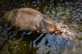 A hippo (Hippopotamus amphibius) swimming in the water. Royalty Free Stock Photo