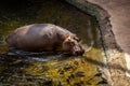 Close-up of a hippo (Hippopotamus amphibius) in the water. Royalty Free Stock Photo
