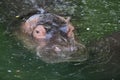Close up of hippo in the water