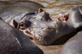 Close-up of hippopotamus facing camera in pool Royalty Free Stock Photo