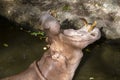Close up hippopotamus, or hippo, mostly herbivorous mammal in water with open mouth Royalty Free Stock Photo