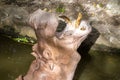 Close up hippopotamus, or hippo, mostly herbivorous mammal in water with open mouth and waiting for food from tourists Royalty Free Stock Photo