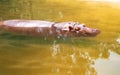 Close-up of Hippopotamus Hippopotamus amphibius or hippo floating on the water Royalty Free Stock Photo